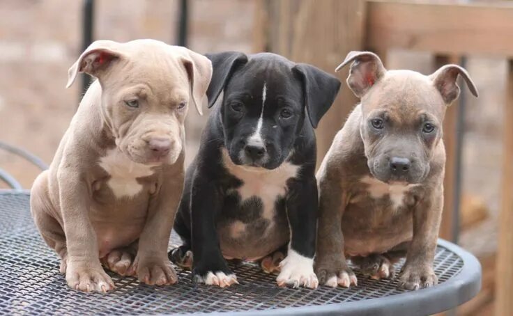 Питбуль фото щенки UF Study Finds That Shelters Mislabel Dogs As Pit Bulls Pitbull puppies, Pitbull