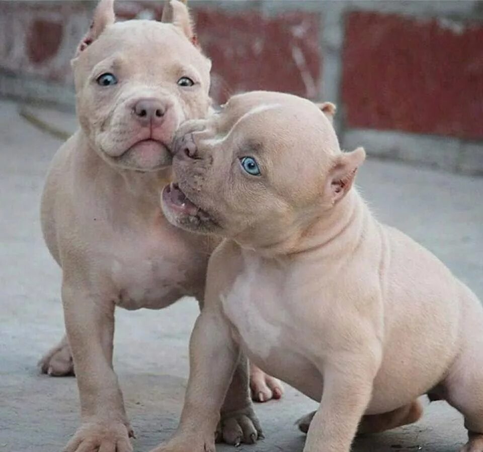 Питбуль фото щенки very adorable!! Pitbulls Cute baby animals, Pitbull puppies, Puppy pictures