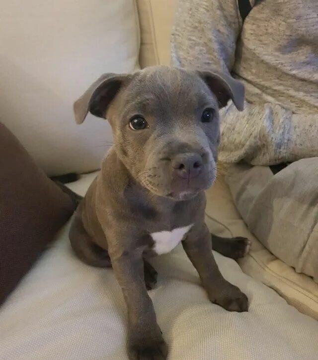Питбуль фото щенки Pin on Blue nose pitbull puppies