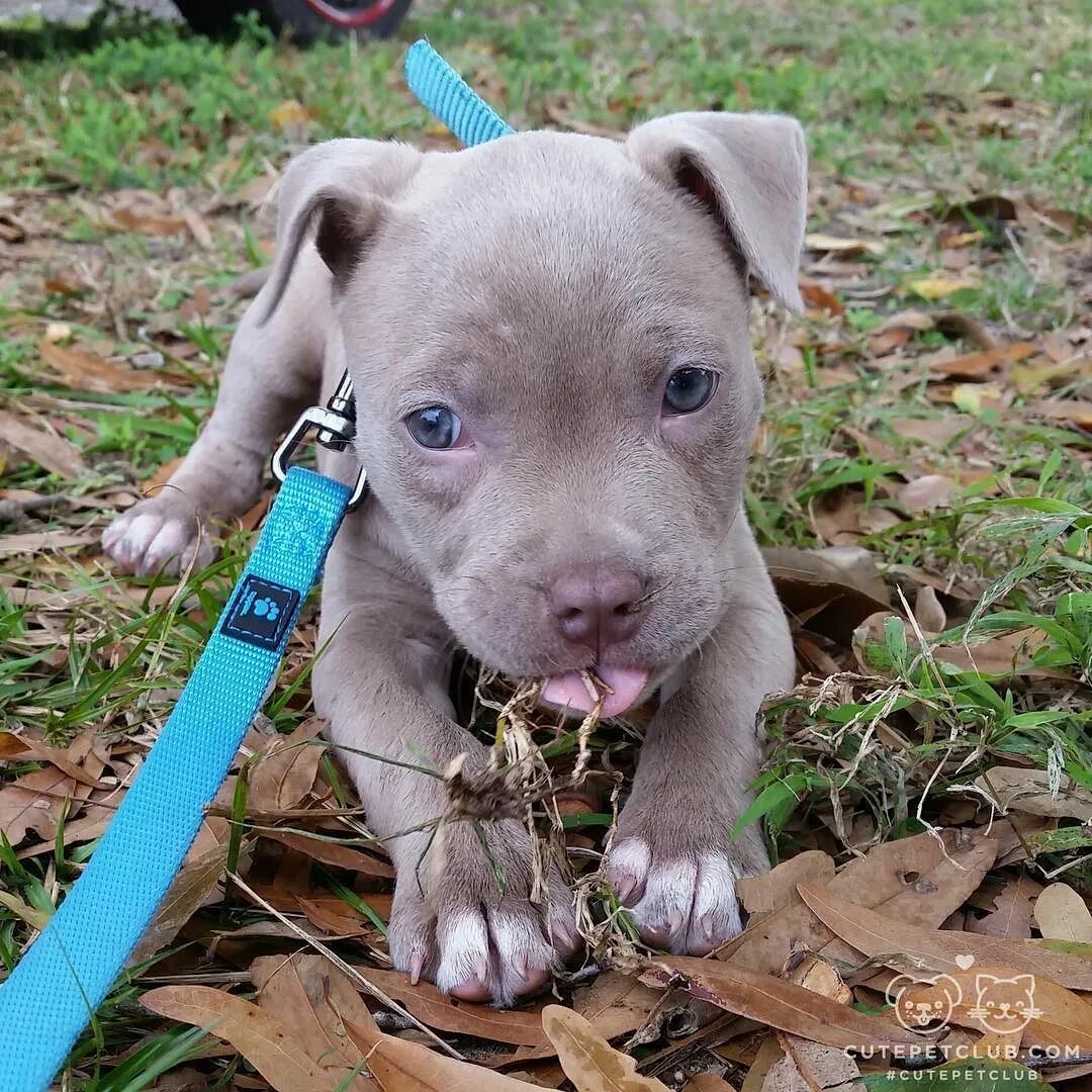 Питбуль фото щенки Cute Pet Club Cute baby animals, Pitbull puppies, Cute animals