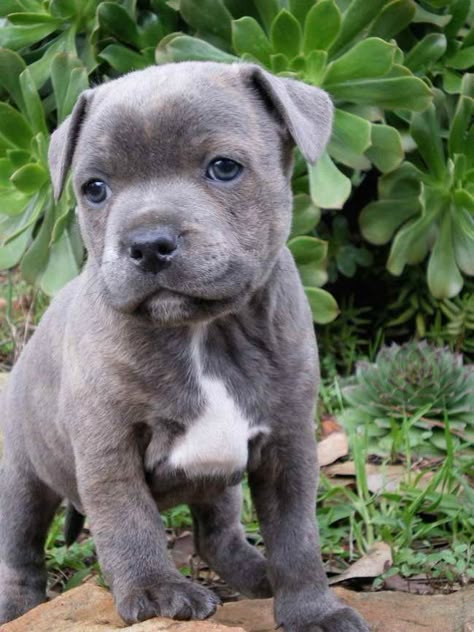 Питбуль фото щенки Discover the Beauty of Blue Pit Bulls: Top Ideas and Tips