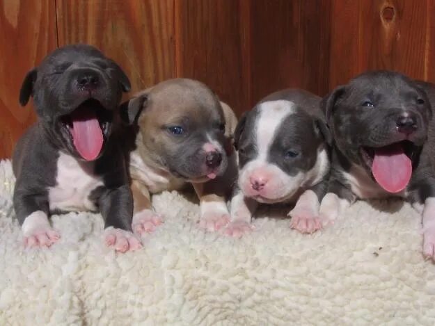 Питбуль фото щенки undefined Pitbull puppies, Cute animal pictures, Cute puppies