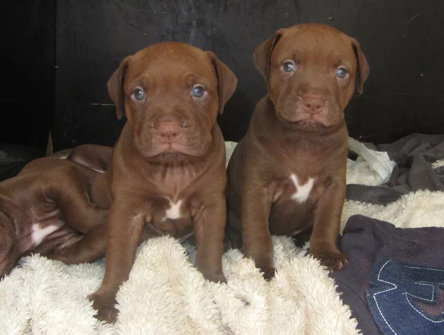 Питбуль фото цена щенка в рублях Pitbull red nose!