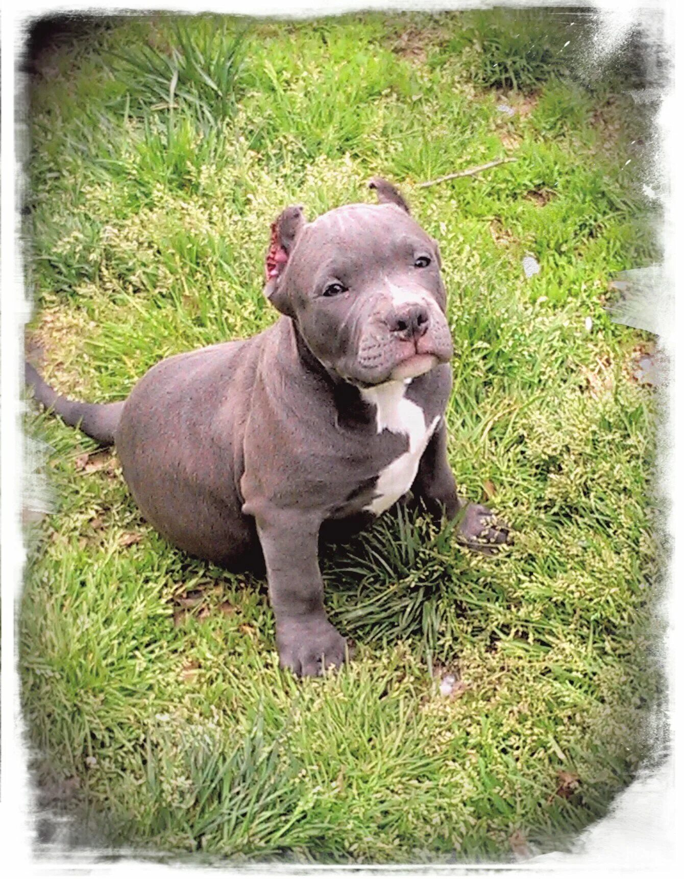 Питбуль фото цена щенка в рублях blue ribbon pitbull Online Shopping