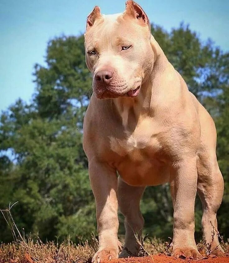 Питбуль фото взрослой собаки 1,509 Likes, 5 Comments - Pitbull Puppy (@pitbullpuppy_lovers) on Instagram: "Cr