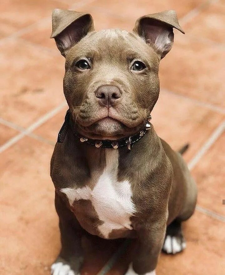 Питбуль фото взрослой собаки Pit bull puppy #pitbullpuppies Very cute dogs, Cute dogs, Cute baby animals