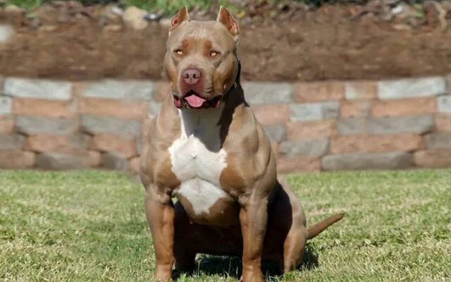 Питбуль фото взрослой собаки Terrier Dogs Related Keywords & Puppy kennel, Pitbull puppies, Bully breeds 