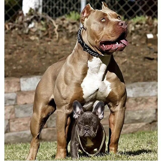 Питбуль фото взрослой собаки Instagram : @pitbullsfans #chien #dogs #pitbulls #toutou Pitbull dog breed, Bull