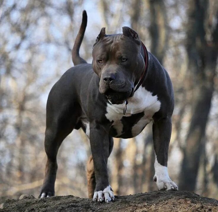 Питбуль фото взрослой собаки Pin by João Batista on BullBanDog Pitbull terrier, Bully breeds dogs, Pit dog