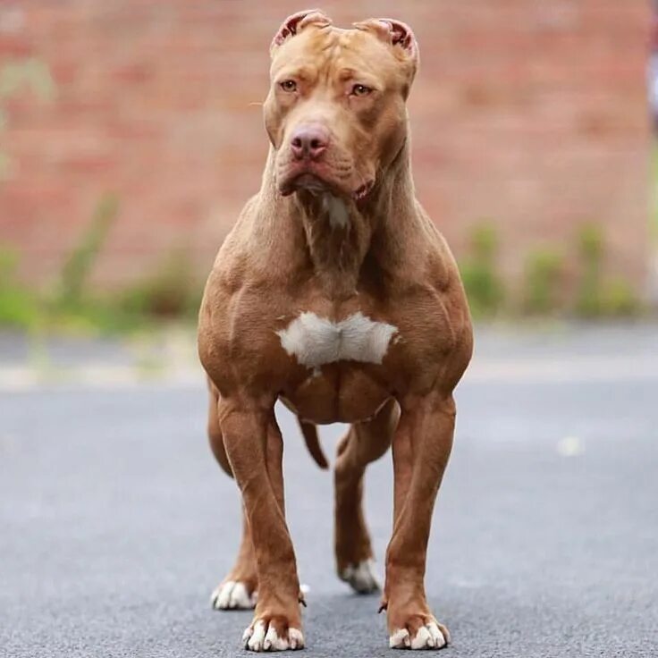 Питбуль фото взрослой собаки Super Muscled Up Female. Who Goes By The Name Of "MITTENS" Trained & Loved By Us