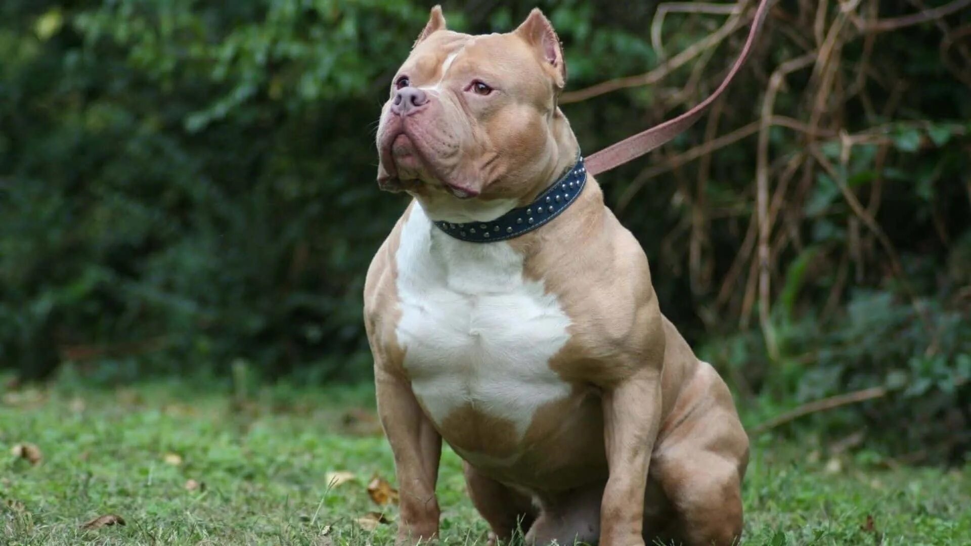 Питбуль фото взрослой собаки American Pitbull Terrier Köpek Irkı Tüm Özellikleri, Genel Bakım ve Sağlık - Zoo