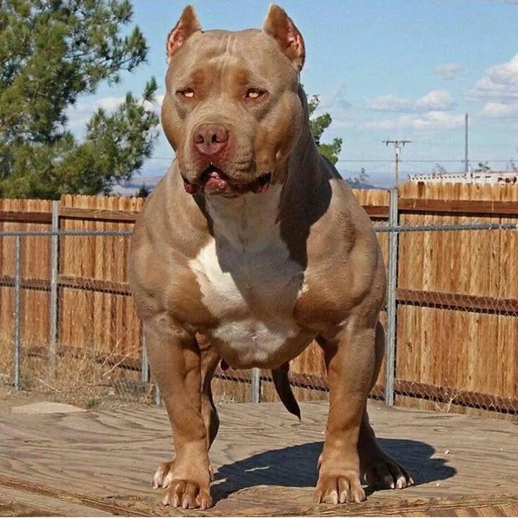 Питбуль фото взрослой собаки Pin on My Kinks ☆ Bully breeds dogs, Bully dog, Scary dogs