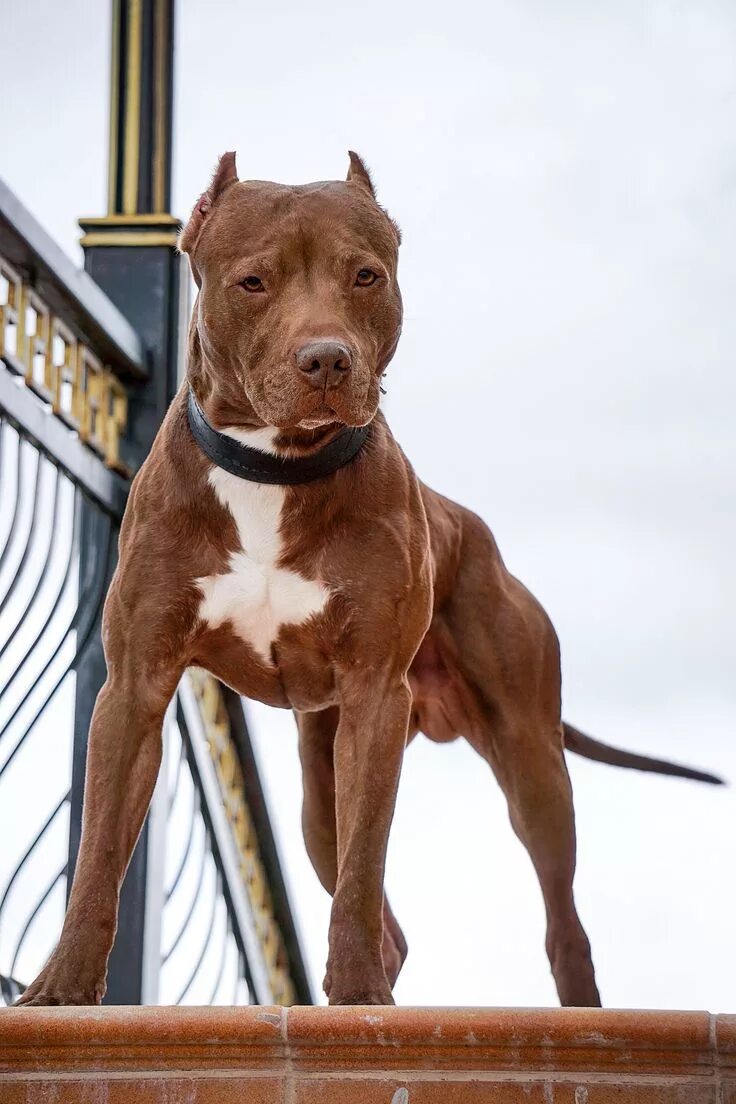 Питбуль фото взрослой собаки Pin on dog Pitbull terrier, American pitbull terrier, Pitbull dog