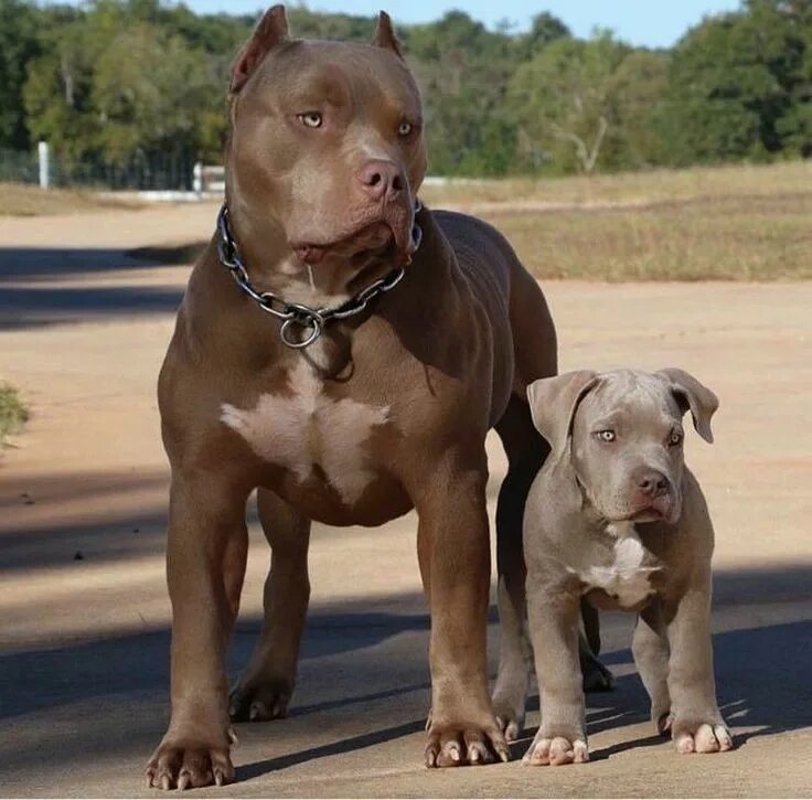 Питбуль фото взрослой собаки Pin on Man's Best Friends Pitbull puppies, Bully breeds dogs, Pitbull dog