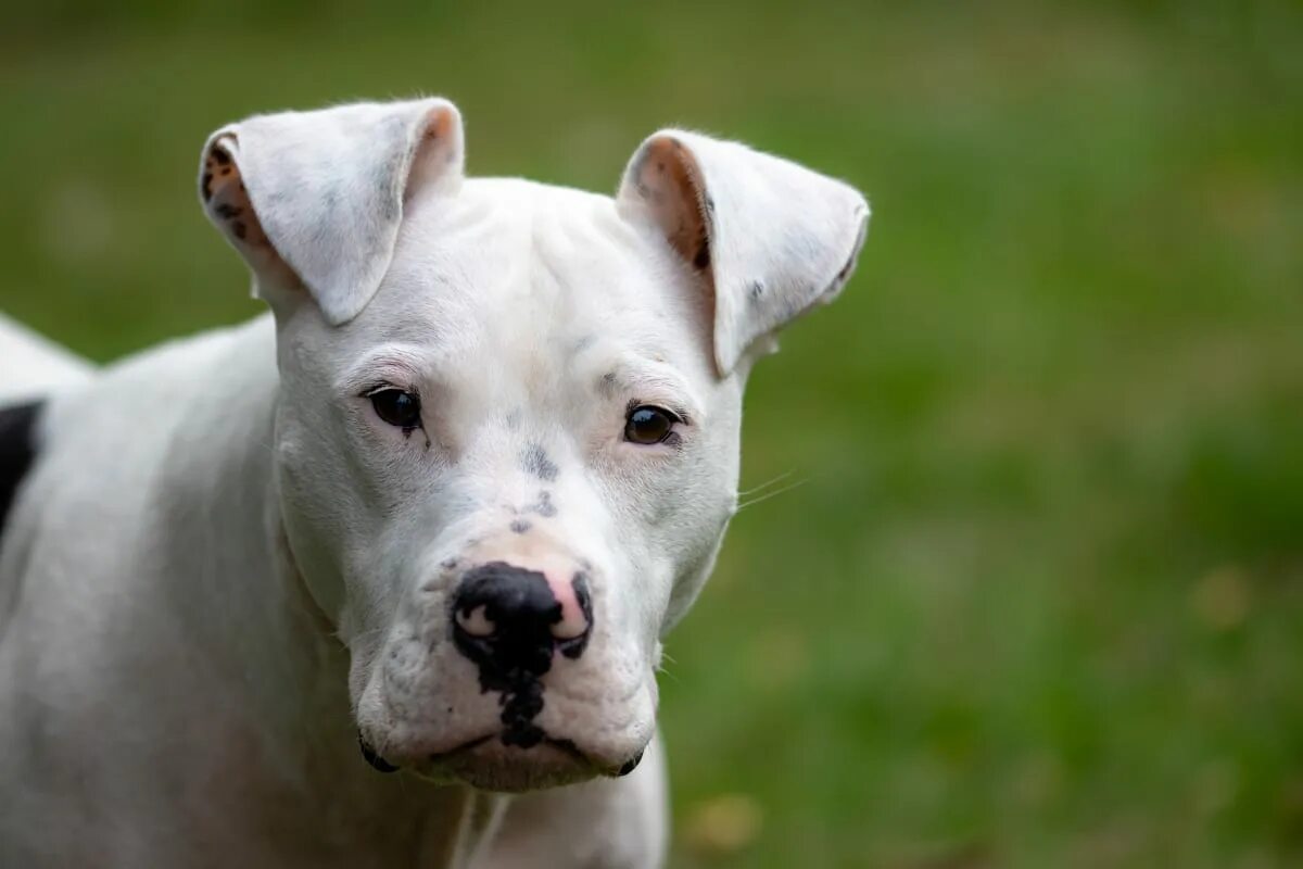 Питбуль с некупированными ушами фото Pit Bull Dumped for Having 'Too Much Energy' Got the Most Beautiful Second Chanc