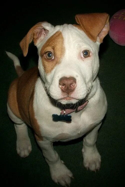 Питбуль с некупированными ушами фото pitbull, eyes, dog, cute, pictures Pitbull dog quotes, Pitbull dog, Pitbulls