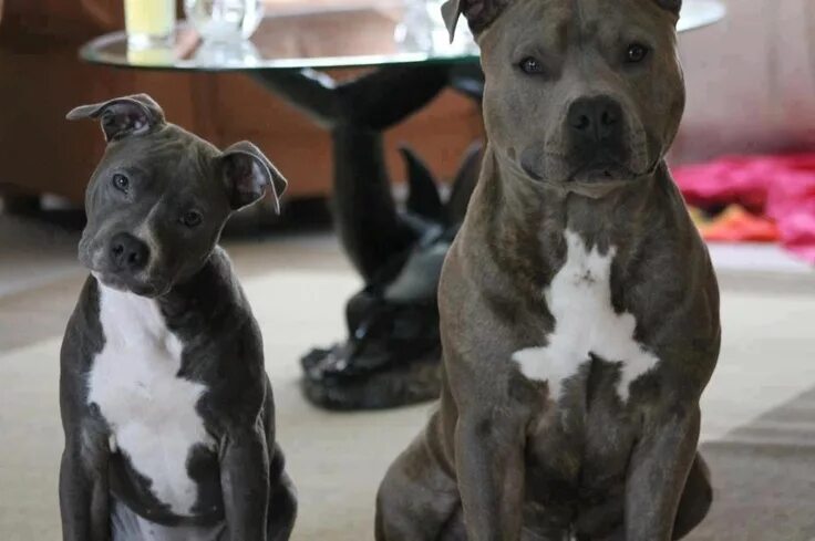 Питбуль с некупированными ушами фото Pin on JUST 2 DAMN CUTE Beautiful dogs, Cute dogs, American pitbull terrier