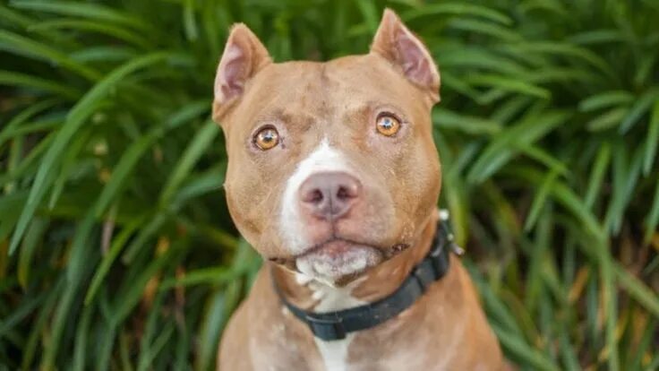 Питбуль с некупированными ушами фото Pin by Freda N on DOGS Pitbull facts, American pitbull terrier, Pitbull terrier