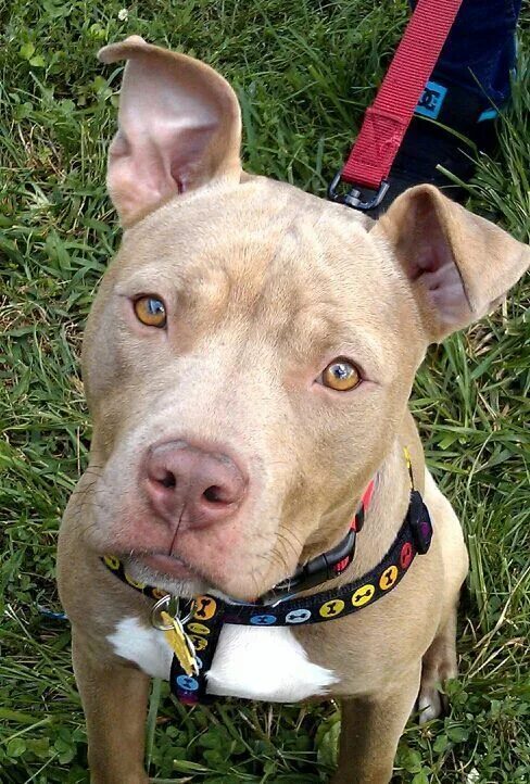 Питбуль с некупированными ушами фото #pitbull #dogs Pitbull terrier, Pitbull dog, Pitbulls