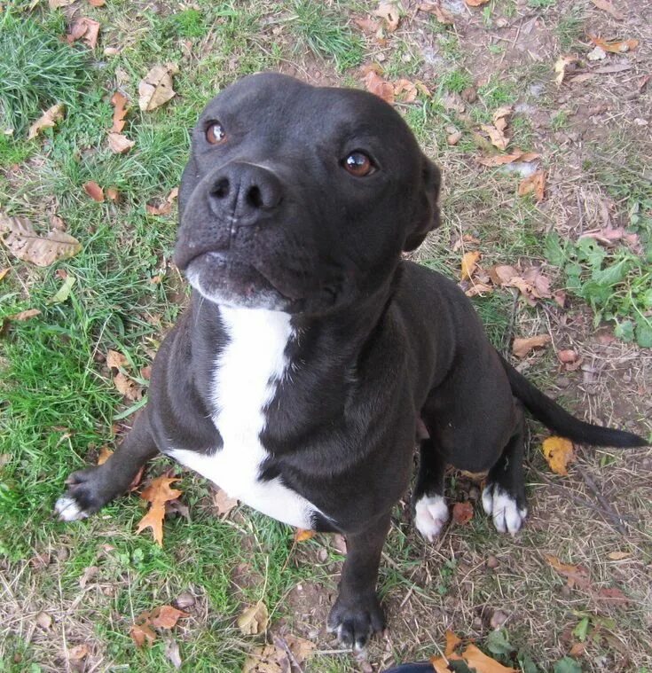 Питбуль щенок черный фото Male, 1Yrs 1 Months black/white Pitbull Dog 226236 Avail 1. Flickr Black and whi