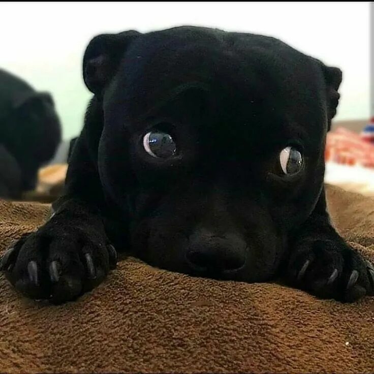 Питбуль щенок черный фото Pin by aigle on funny pitbull photos Black pitbull puppies, Black pitbull, Pitbu