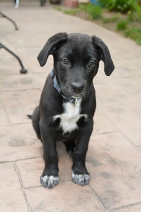 Питбуль щенок черный фото 10 популярных идей на тему "lab pit mix" для вдохновения