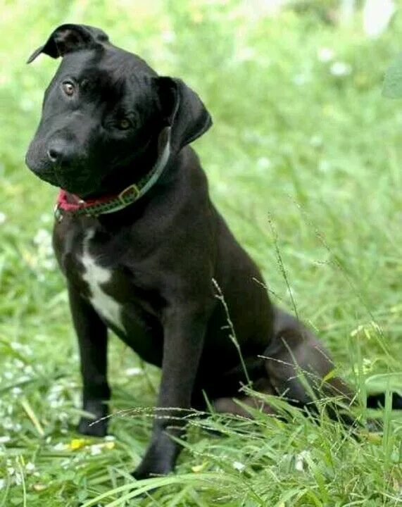 Питбуль щенок черный фото Pin on Pittbulls arn't bad Lab mix puppies, Pitbull mix puppies, Pitbull puppies