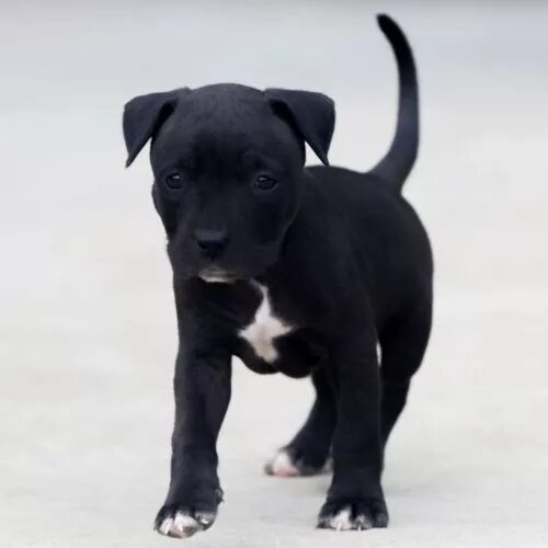 Питбуль щенок черный фото Red Nose Pitbull Puppies For Sale Baby Pitbulls For Sale Pitbull puppies, Pitbul