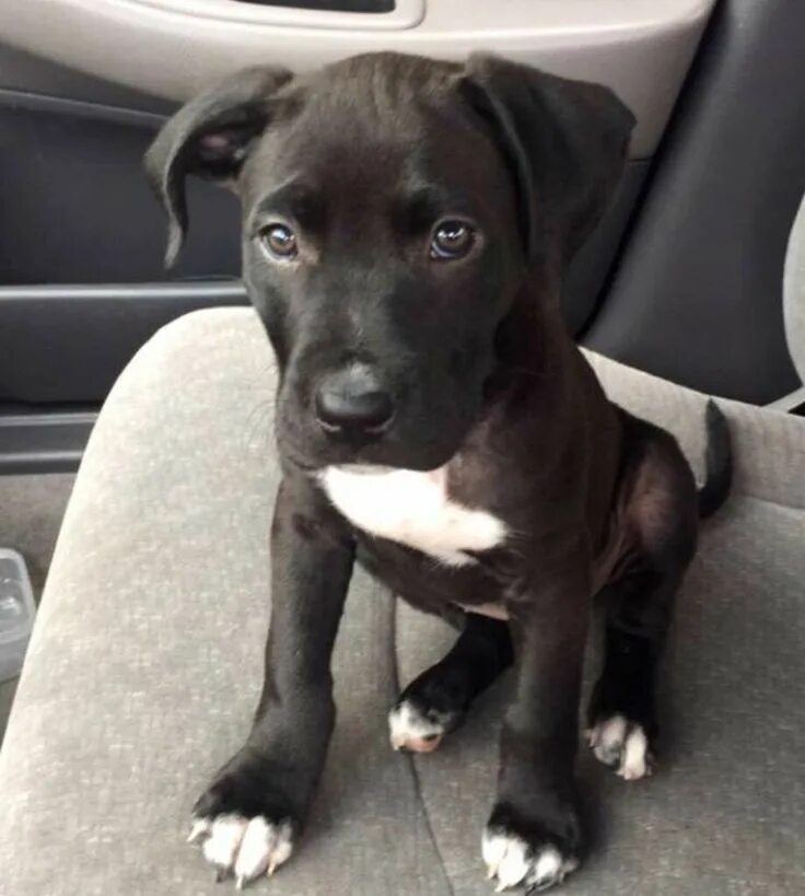 Питбуль щенок черный фото Cute dogs, Black pitbull puppies, Pitbull puppies