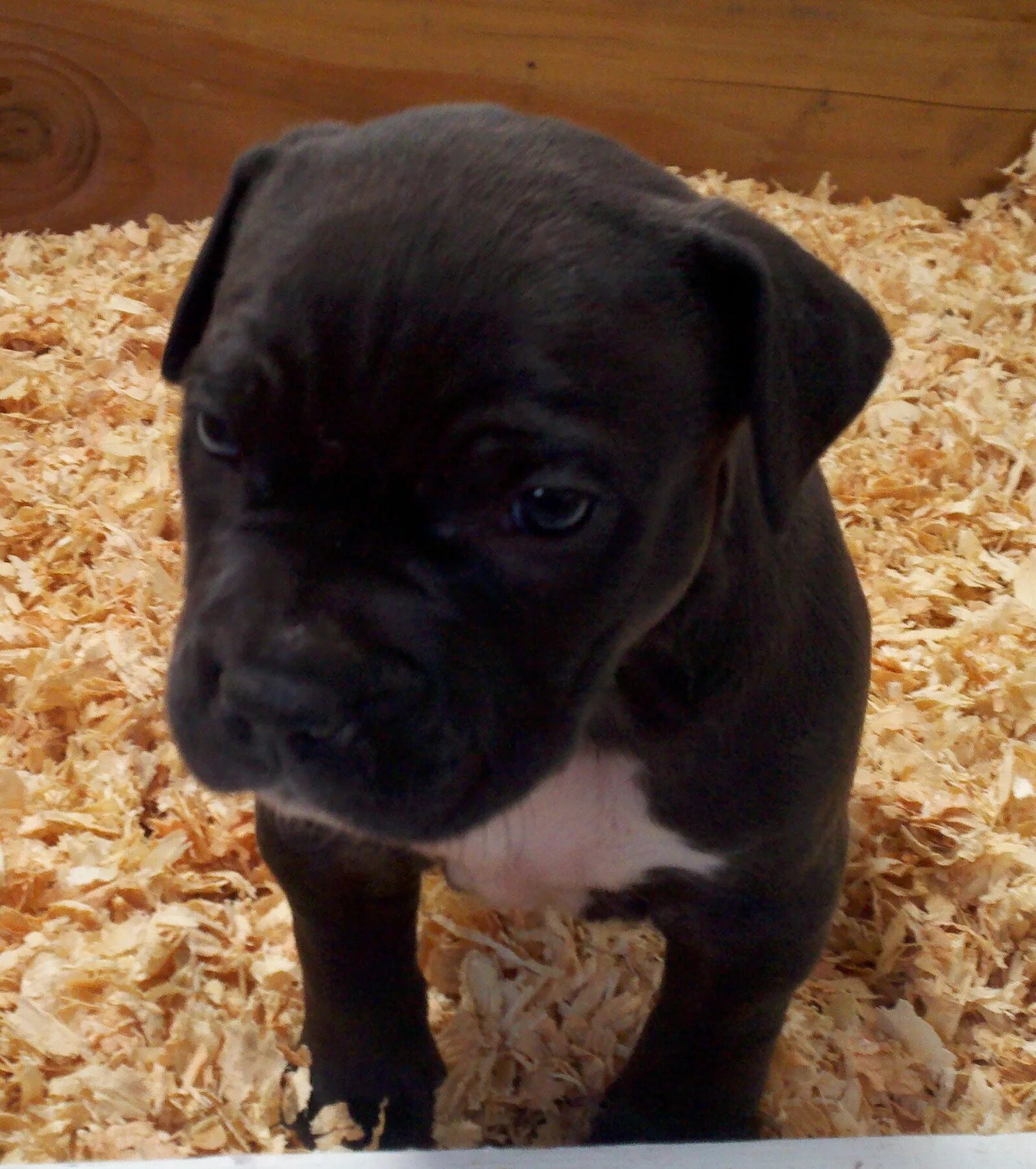 Питбуль щенок черный фото Remyline Pitbulls Outlet www.baikalcinema.ru