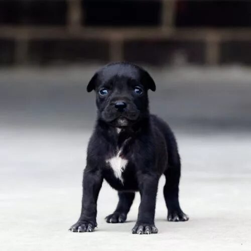 Питбуль щенок черный фото Red Nose Pitbull Puppies For Sale Baby Pitbulls For Sale