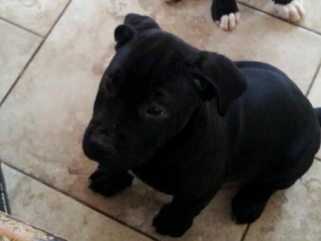 Питбуль щенок черный фото My old dog look like this when we just bought him but he died last week he got r