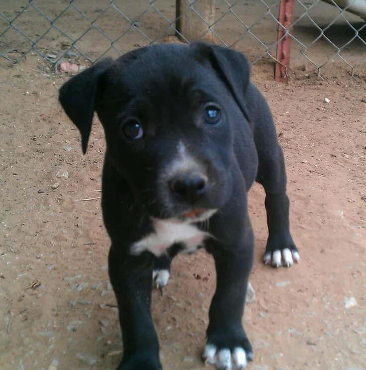Питбуль щенок черный фото baby pitbull. 3 Black pitbull puppies, White pitbull puppies, Pitbull puppies
