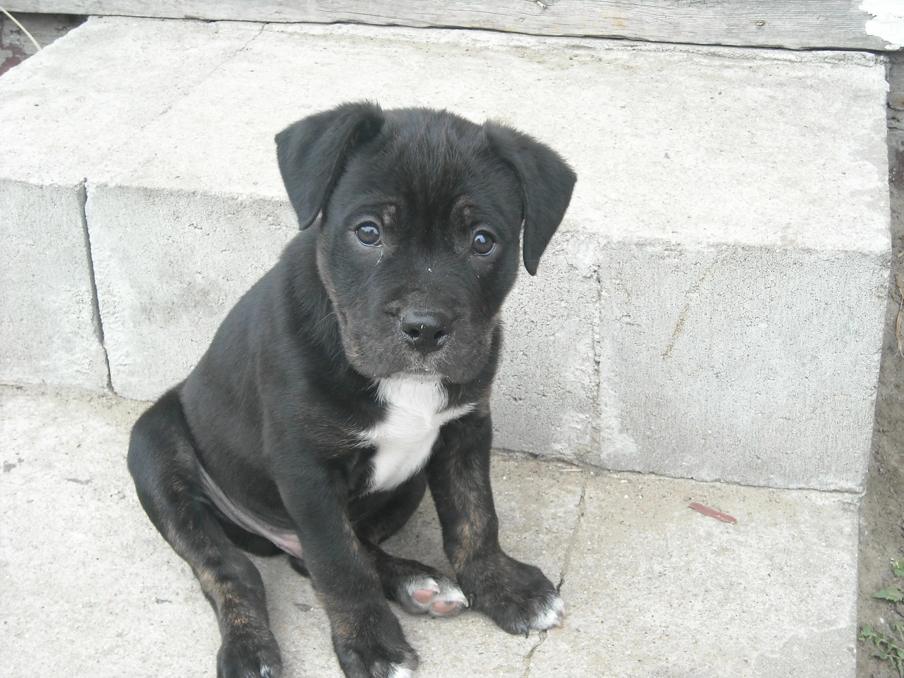 Питбуль щенок черный фото My Pitweiler pup (half Pitt Bull/ half Rottweiler), Denali! Puppies and kitties,