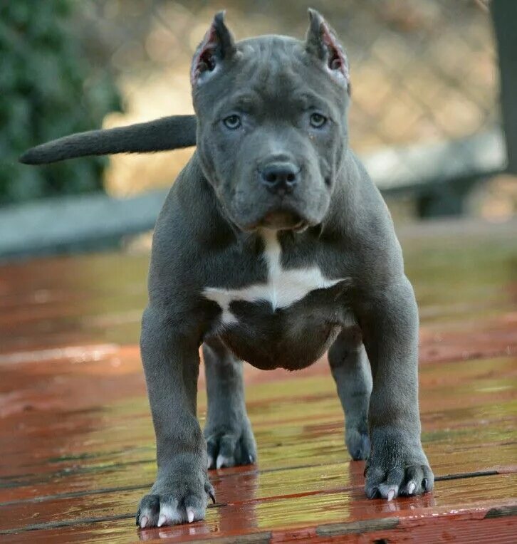 Питбуль серый фото Lil ruby' blue extreme pocket bully puppie female Dogs and puppies, Pitbull terr