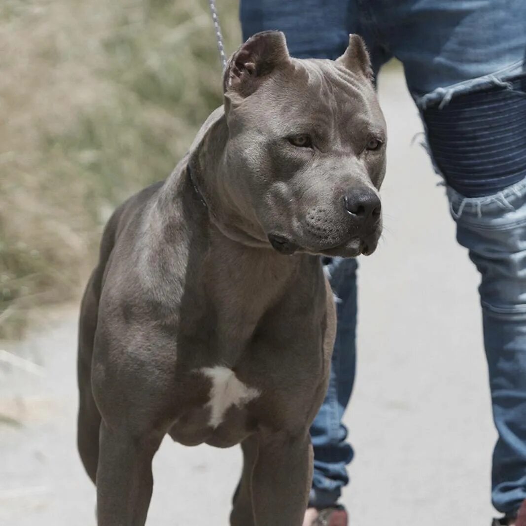 Питбуль серый фото Pitbull American Terrier Blue Nose Top Sellers www.baikalcinema.ru