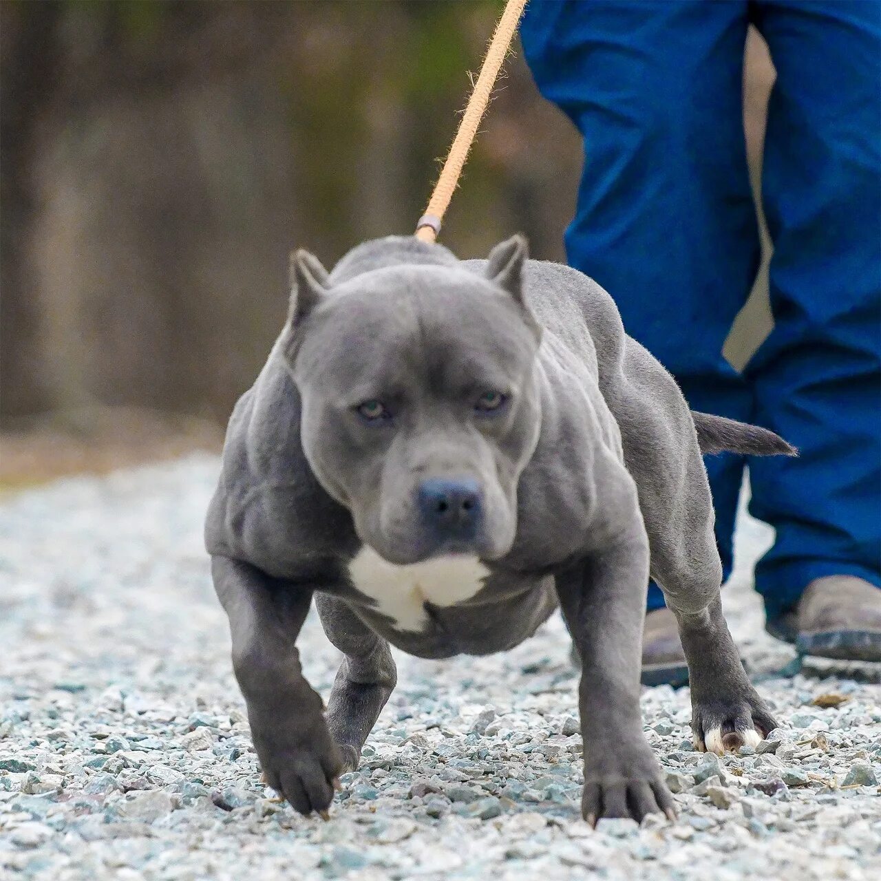Питбуль серый фото Щенок - это счастье, которое растёт. (Роберт Морли) 2023 Strong Dog ВКонтакте