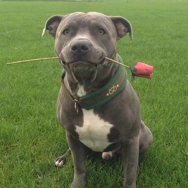 Питбуль серый фото I'll take a rose from this bub any day Bully dog, Nanny dog, Cute animals