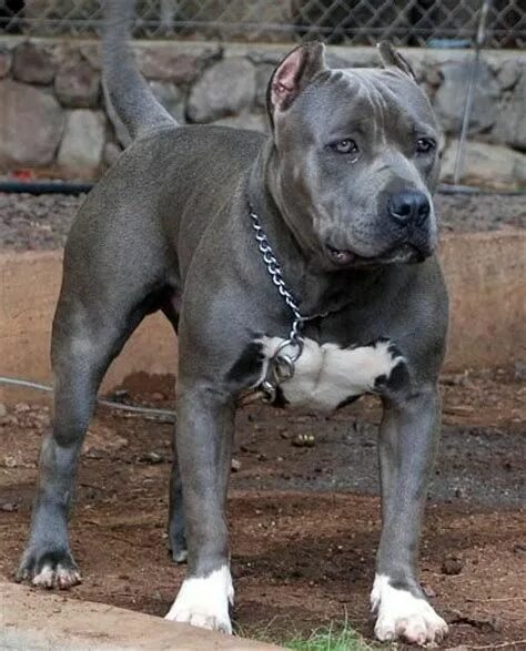 Питбуль серый фото 82 Imágenes Y Frases Gratis De Buenos Dias Imágenes Pitbull dog, Pitbull dog bre