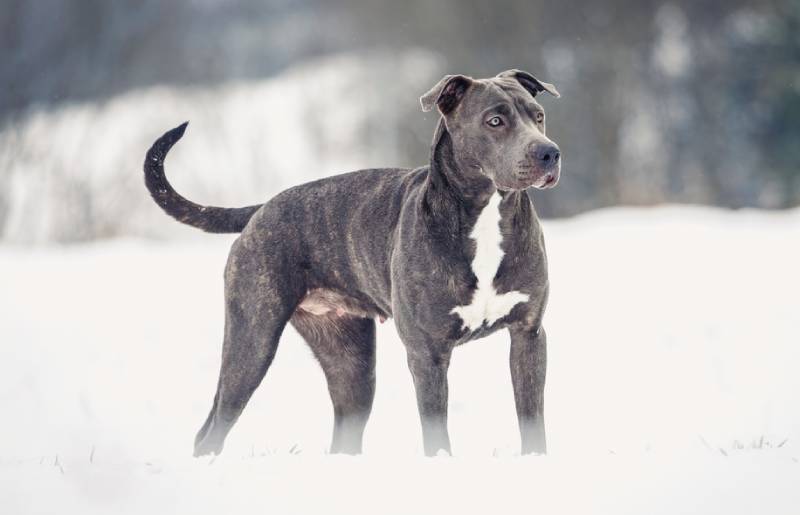Питбуль серый фото Grey Pitbull: Facts, Pictures, Origin & History Hepper