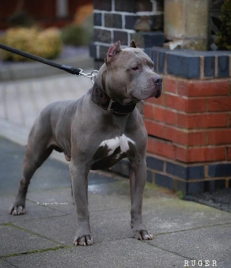 Питбуль серый фото Pin by Jeff Heywood on Bull Breeds - Bull Terriers & Pitbulls in 2024 Pitbull te