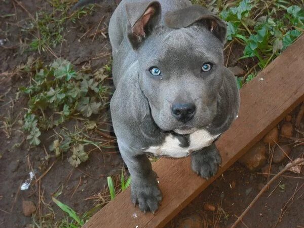 Питбуль серый фото Zali the Amstaff American pitbull terrier, Pitbull puppies, Pitbull terrier