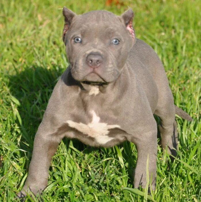 Питбуль собака фото цена щенка купить Fawn Blue Nose Pitbull Puppies EE1