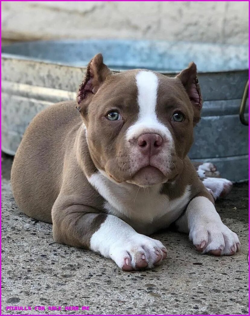 Питбуль собака фото цена щенка купить Ten Moments That Basically Sum Up Your Pitbulls For Sale Near Me Experience Pitb
