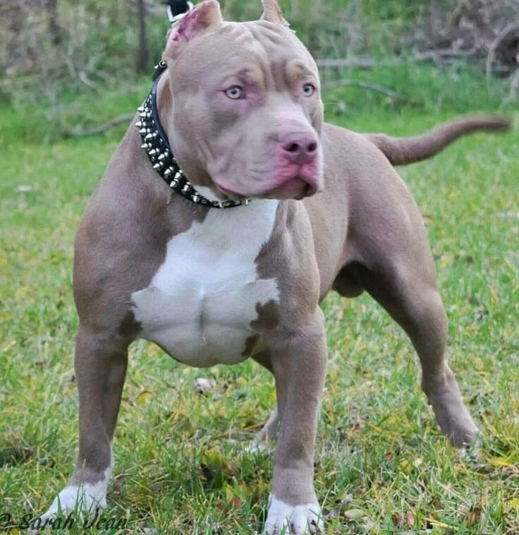 Питбуль собака фото цена щенка купить Awesome Looking Bully Bully breeds dogs, English dogs, Pitbull dog puppy