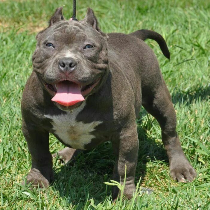 Питбуль собака фото цена щенка купить Pin by tizbeth hernandez on s White pitbull, White pitbull puppies, Bully pitbul
