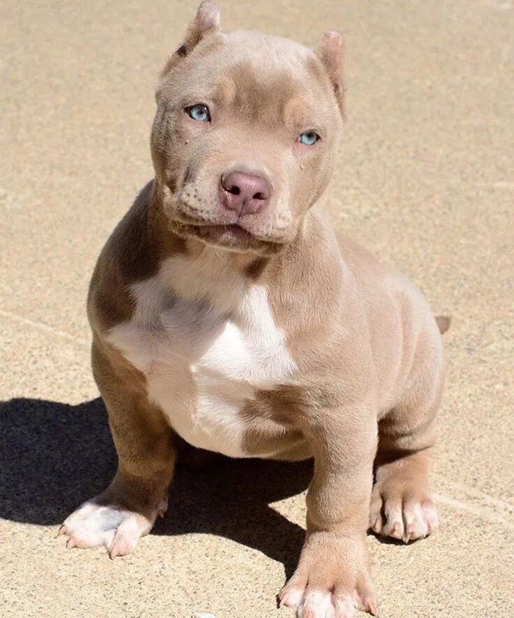 Питбуль собака фото цена щенка купить Pin by kyleigh shea on C R E A T U R E S Cute dogs, Pitbull puppies, Cute dogs a