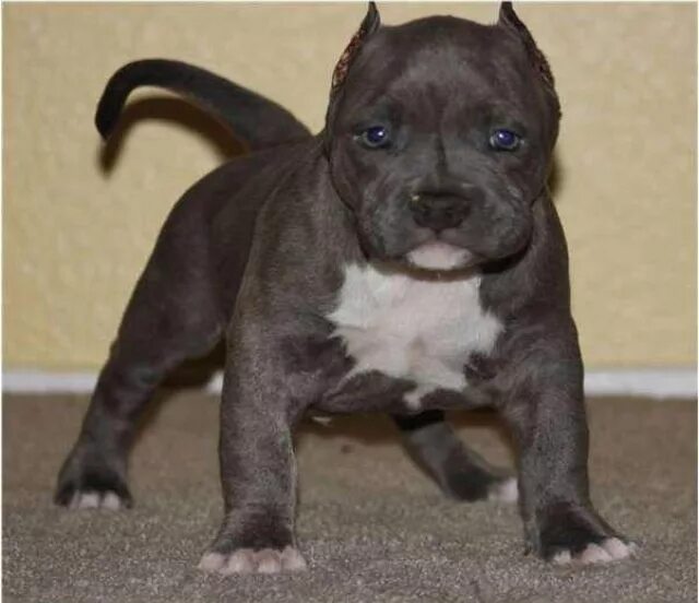 Питбуль собака фото цена щенка купить Blue pits 3 Pitbull puppies, Pitbull puppy, Bull terrier dog