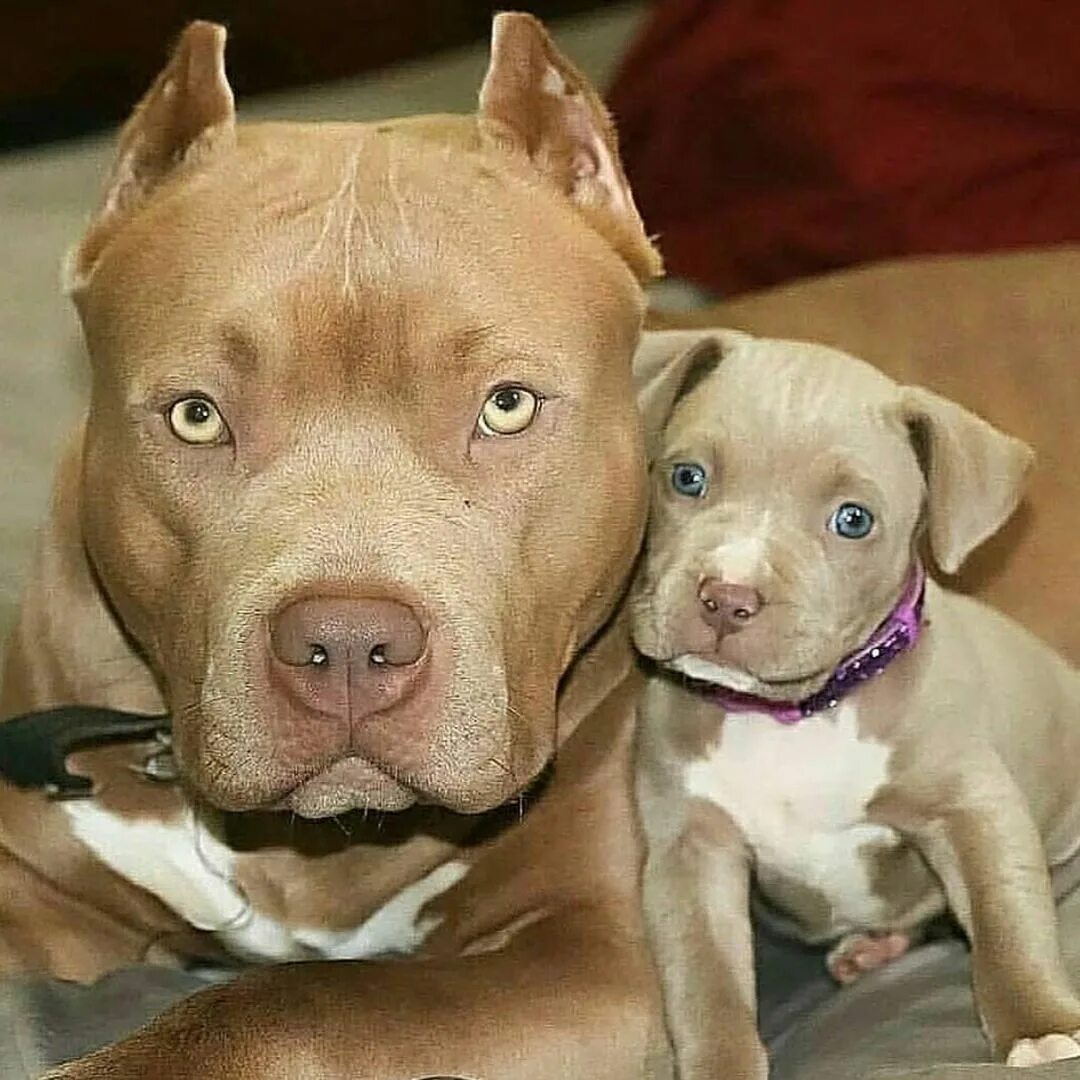 Питбуль собака фото цена щенка купить 1,080 Likes, 6 Comments - Pitbull Puppies (@toybully) on Instagram: "Follow us @