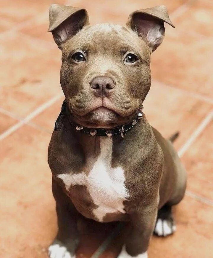 Питбуль собака фото цена щенка купить Pin de Rossana em Pitbulls / Dogs Cachorro, Raça de cachorro, Cães pit bull